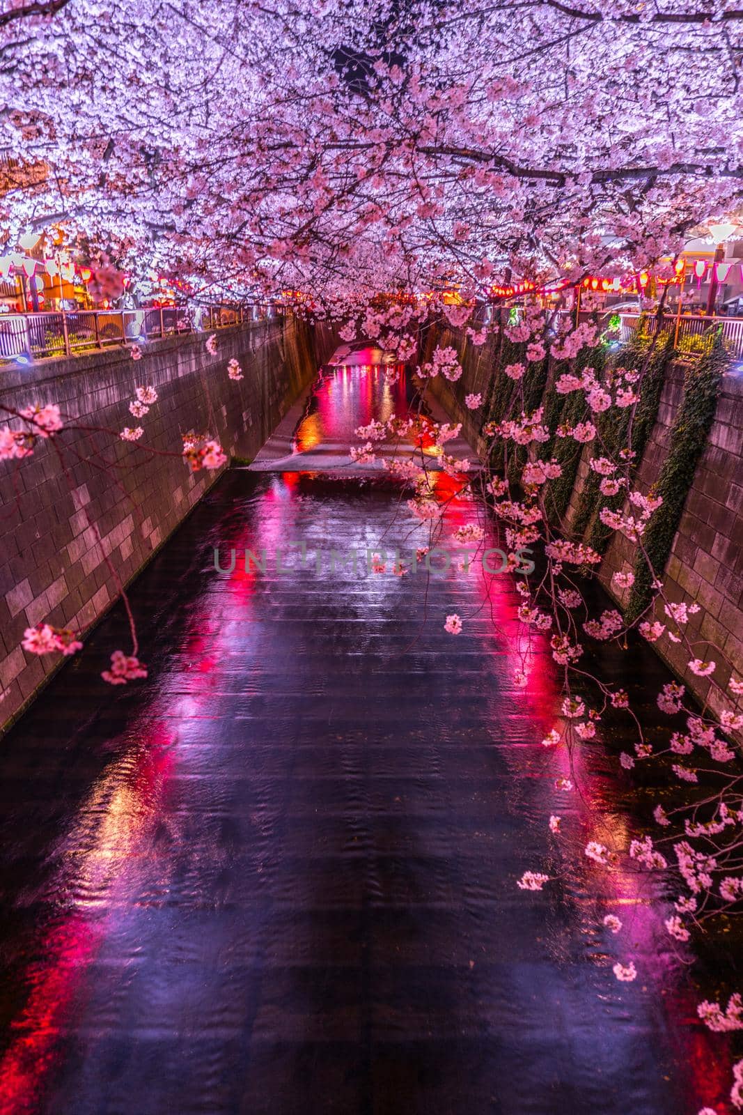 Nakameguro / Meguro River Night Sakura. Shooting Location: Tokyo metropolitan area