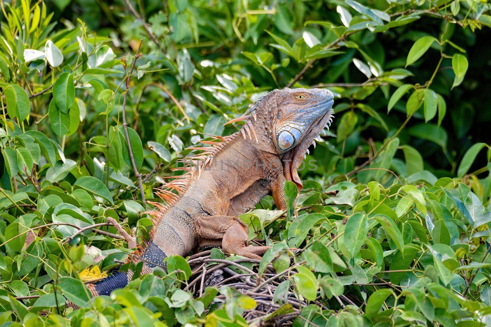 Green iguana (Iguana iguana) on tree in tropical rainforest, Rio Tempisque Guanacaste, Costa Rica wildlife