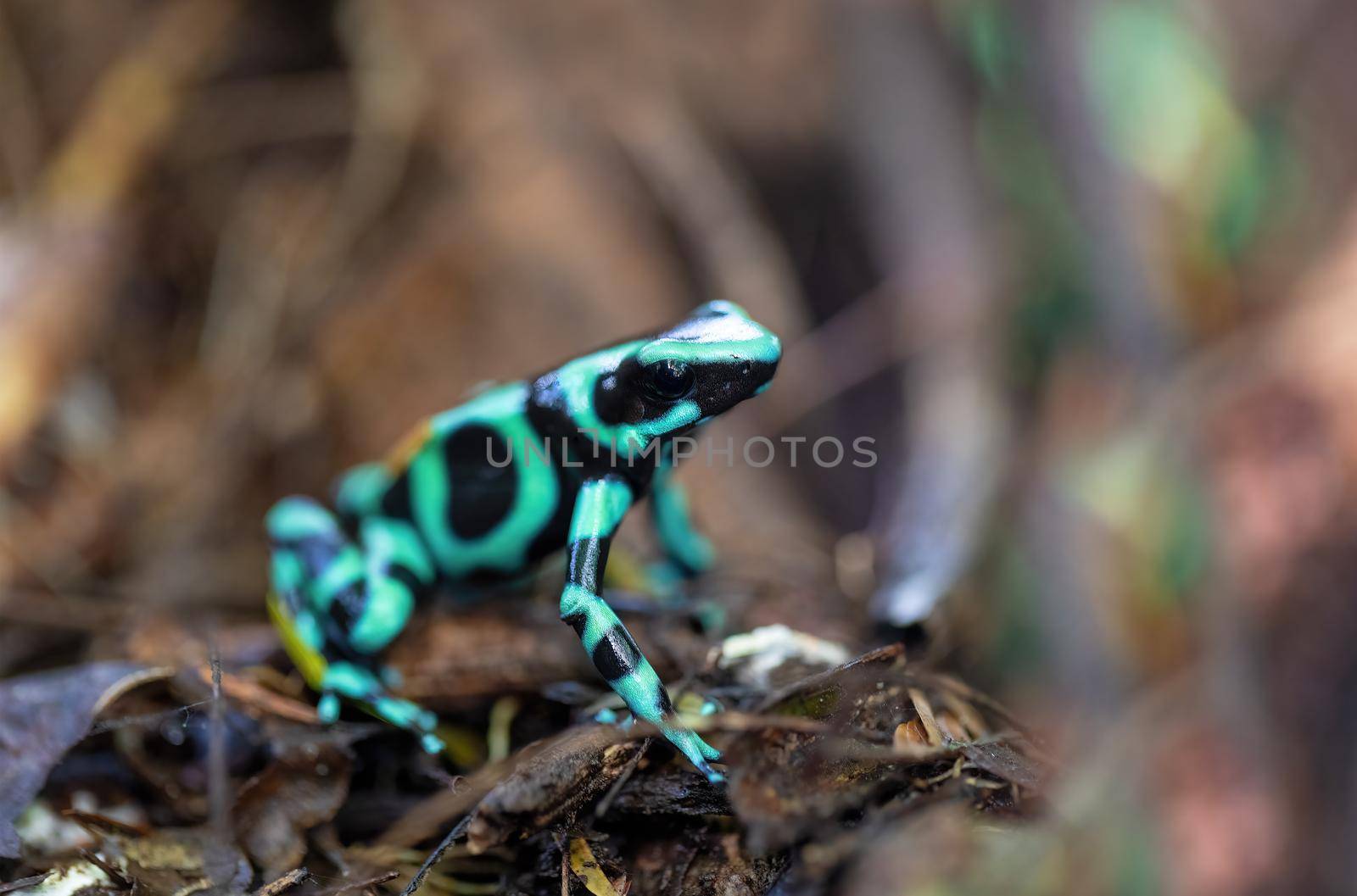 Green-and-black poison dart frog (Dendrobates auratus), La Fortuna Alajuela - Arenal, Costa Rica wildlife .