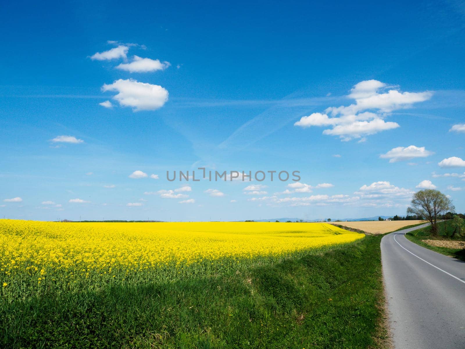 A country road along a blooming rapeseed field with an almost cloudless sky.