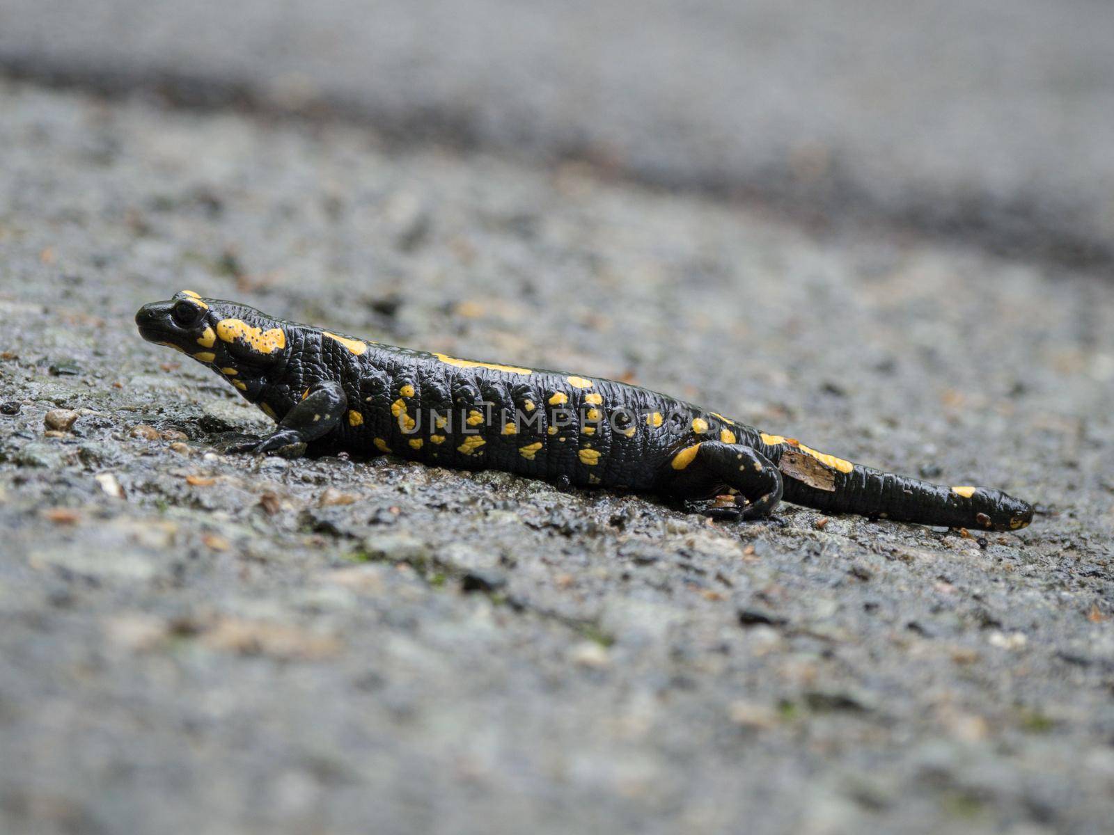 A male fire salamander on a paved road.