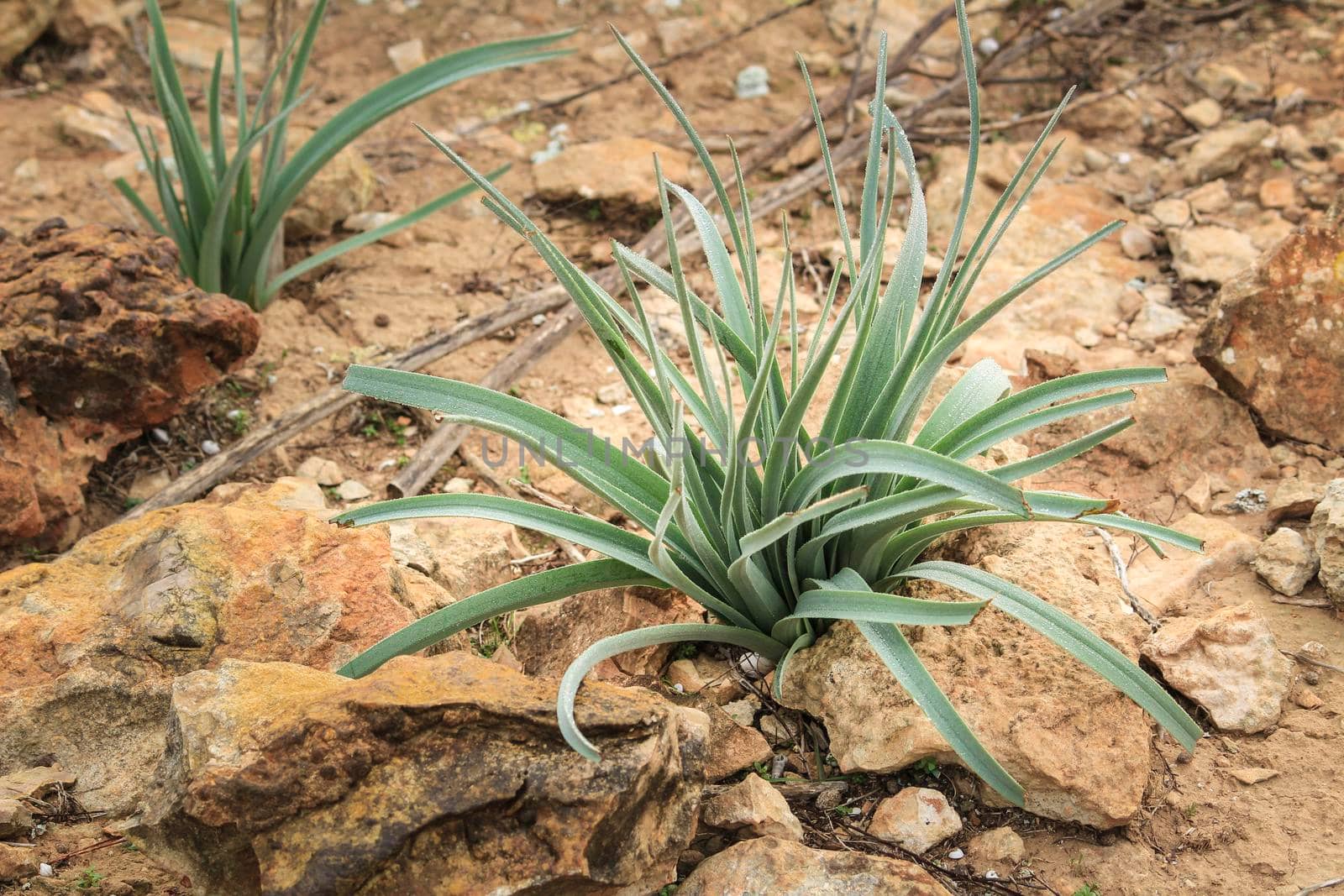 Allium Ampeloprasum before flowering in the mountain in Spain