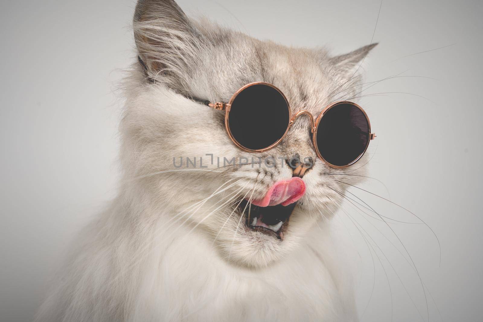 Portrait of funny grey cat with open mouth in sunglasses. Cat licking lips. Copy space. High quality photoopen