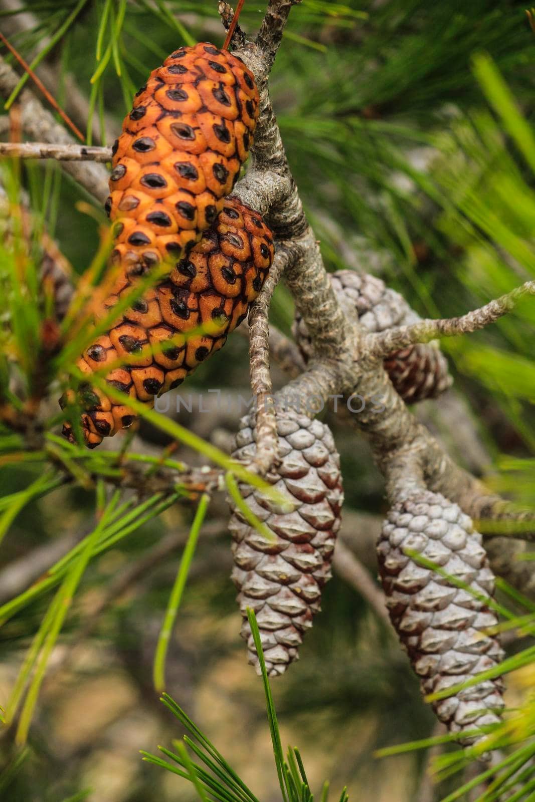 Pine cones of Pinus Halepensis in the mountain by soniabonet