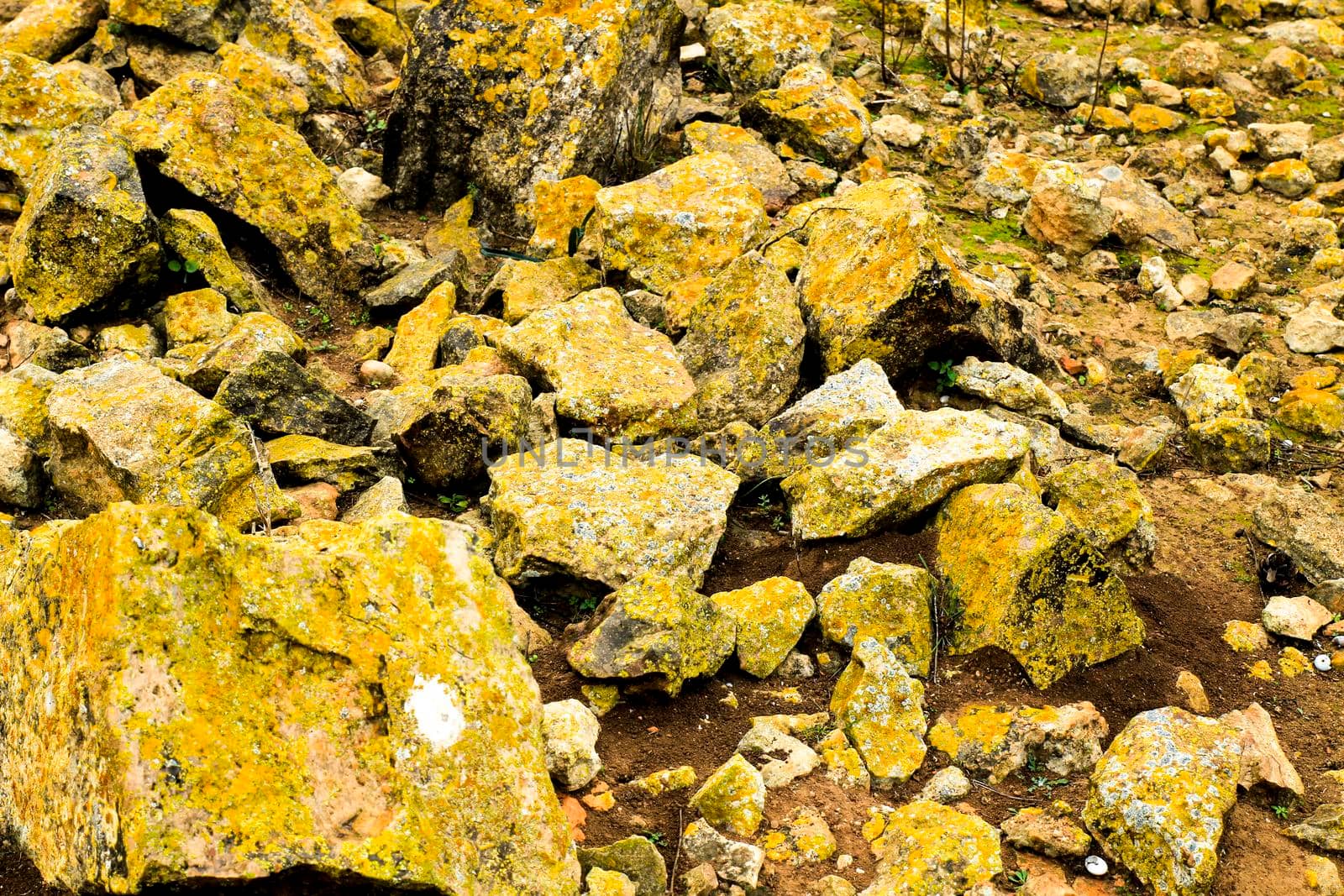 Colorful lichen and moss on soil and stones in the mountain in Spain