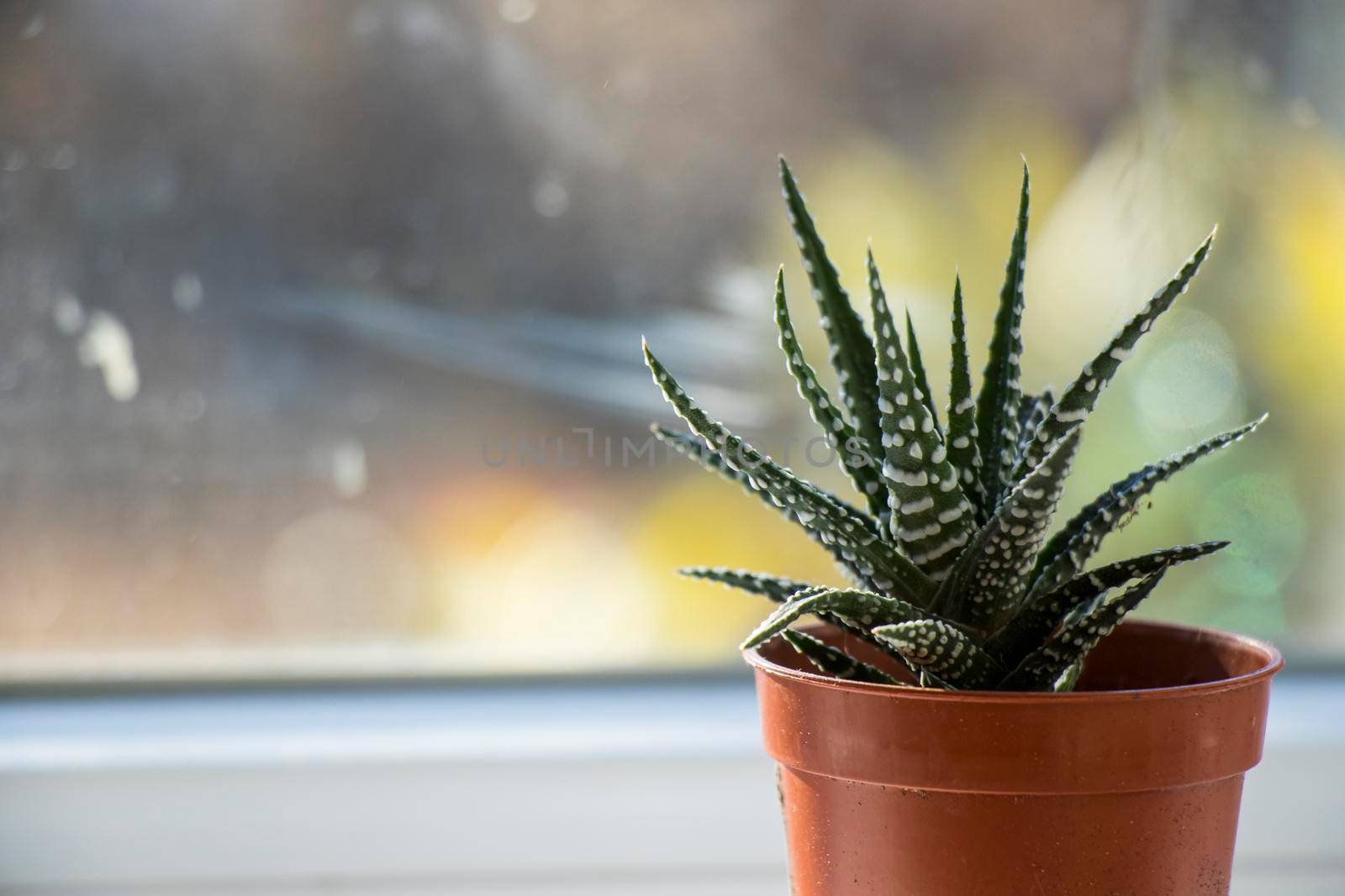 Haworthia succulent on the window, daylight