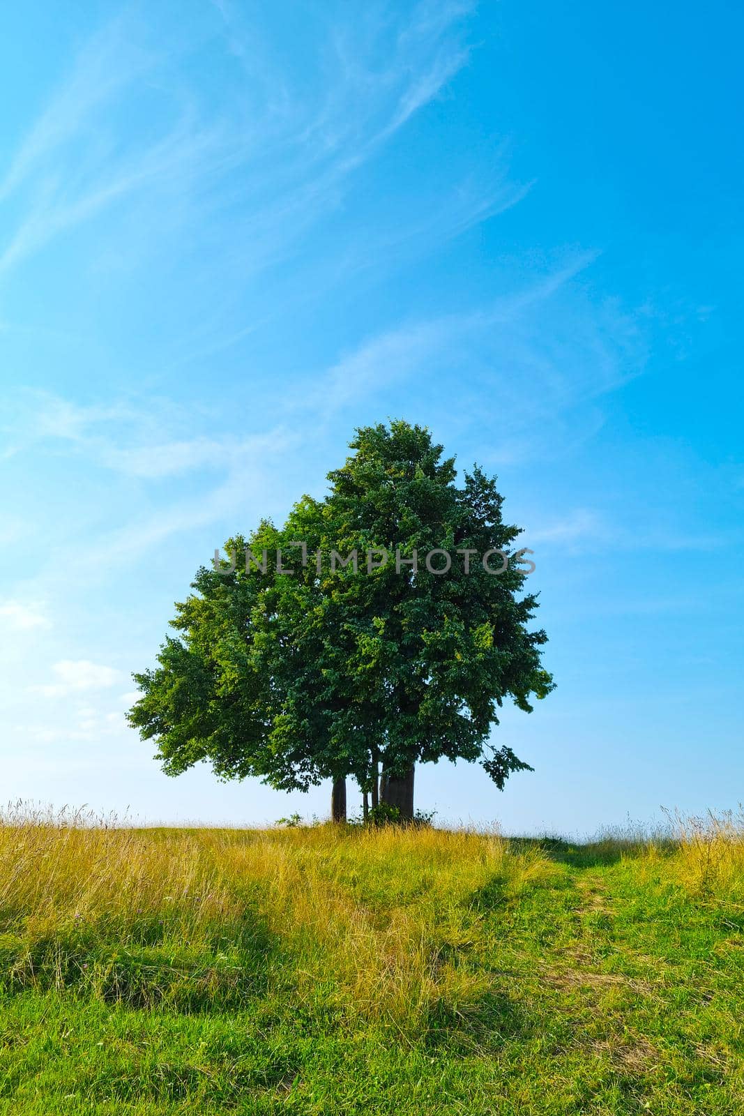 Lonely tree on a green field and blue sky. Summer green natural landscape