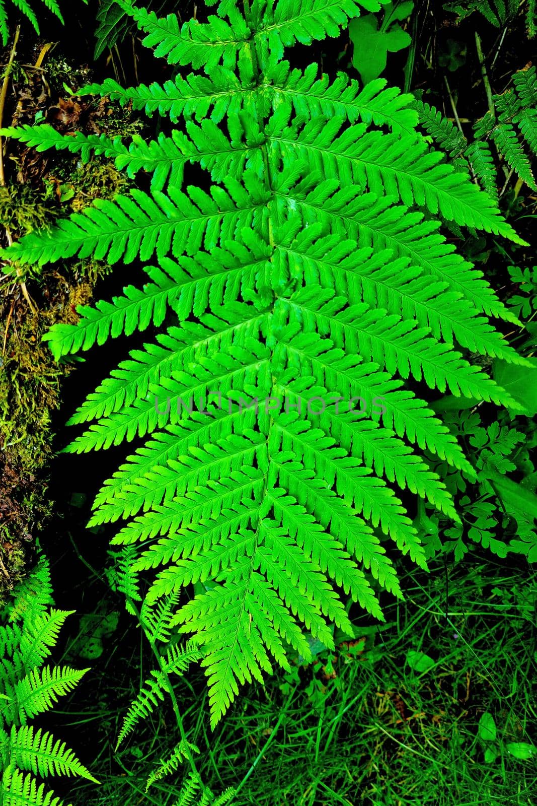 A green young fern in the forest. Tropical plants
