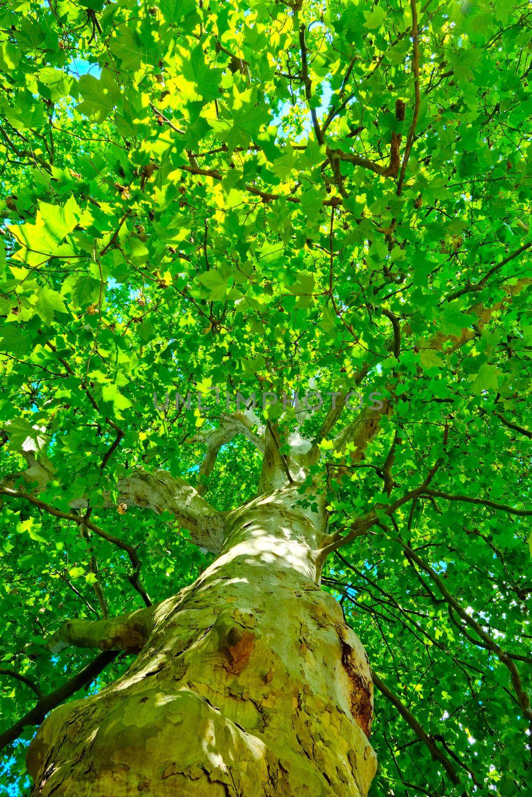 Bottom-up view of the green branches of the tree