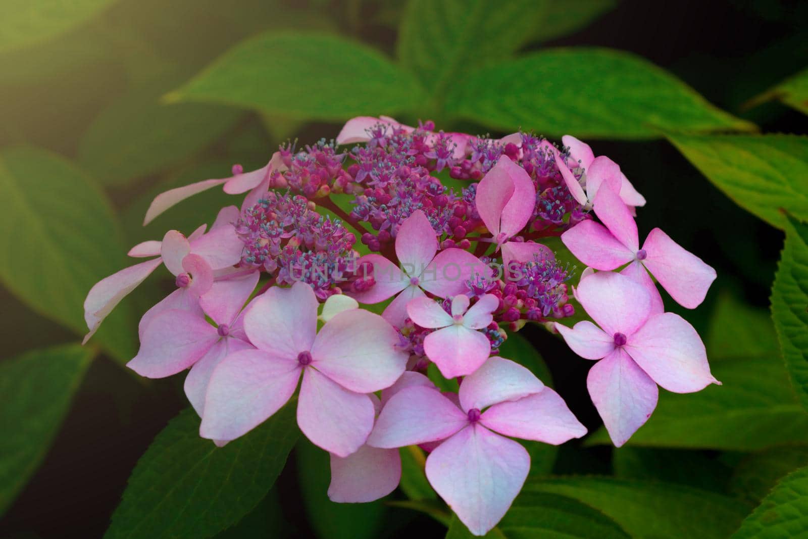 Soft sunlight falls on a flowering hydrangea branch in the garden