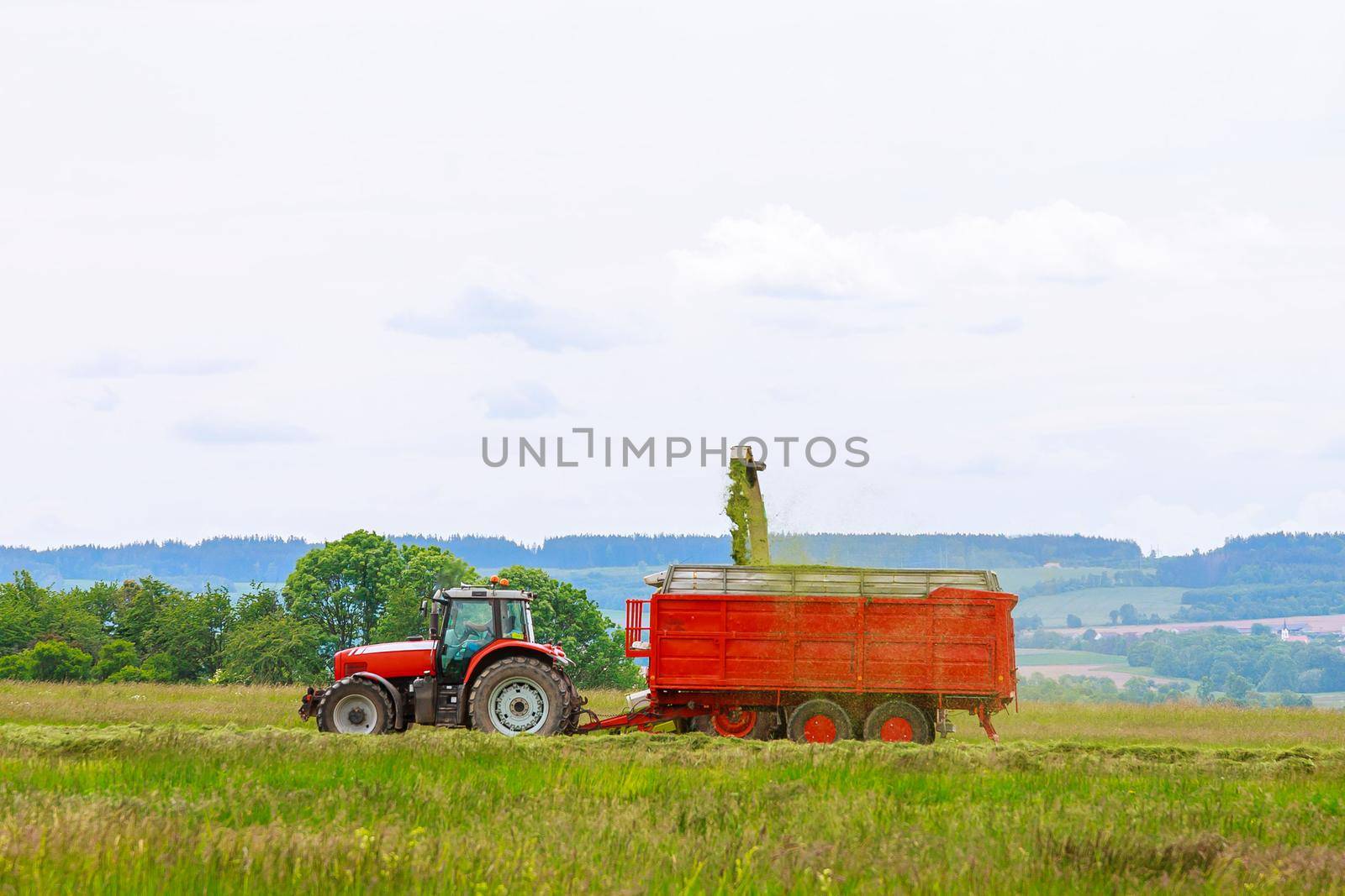 The combine pours silage into the tractor trailer in the field. Procurement of animal feed for the winter. Agricultural work in the field.