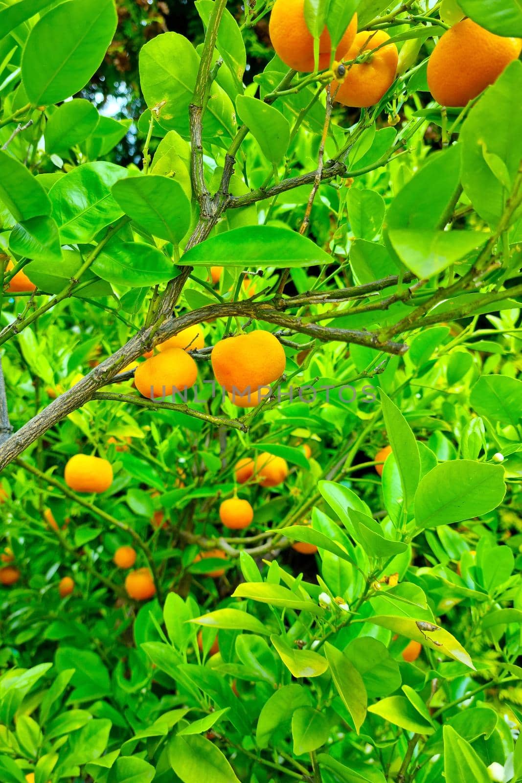 Ripe tangerines on branches in the garden