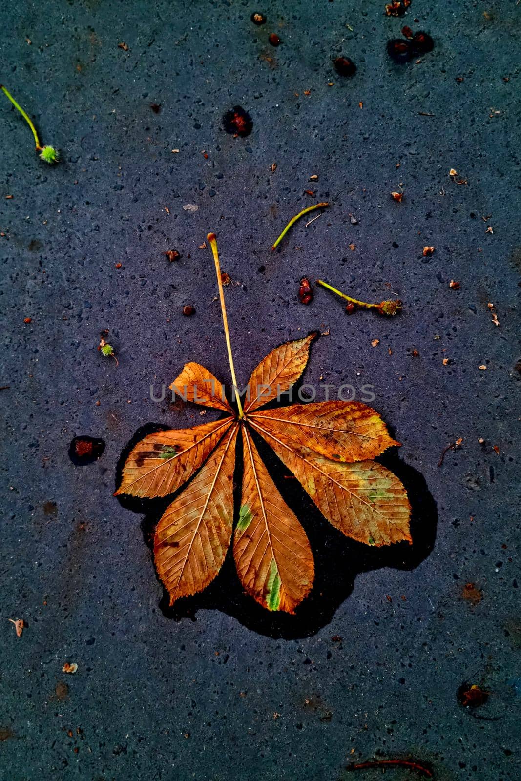 A fallen yellow chestnut leaf on the ground. Autumn background