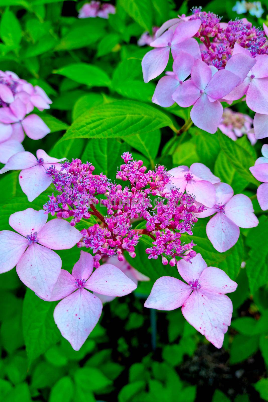 A branch of flowering hydrangeas in a garden or park in the summer