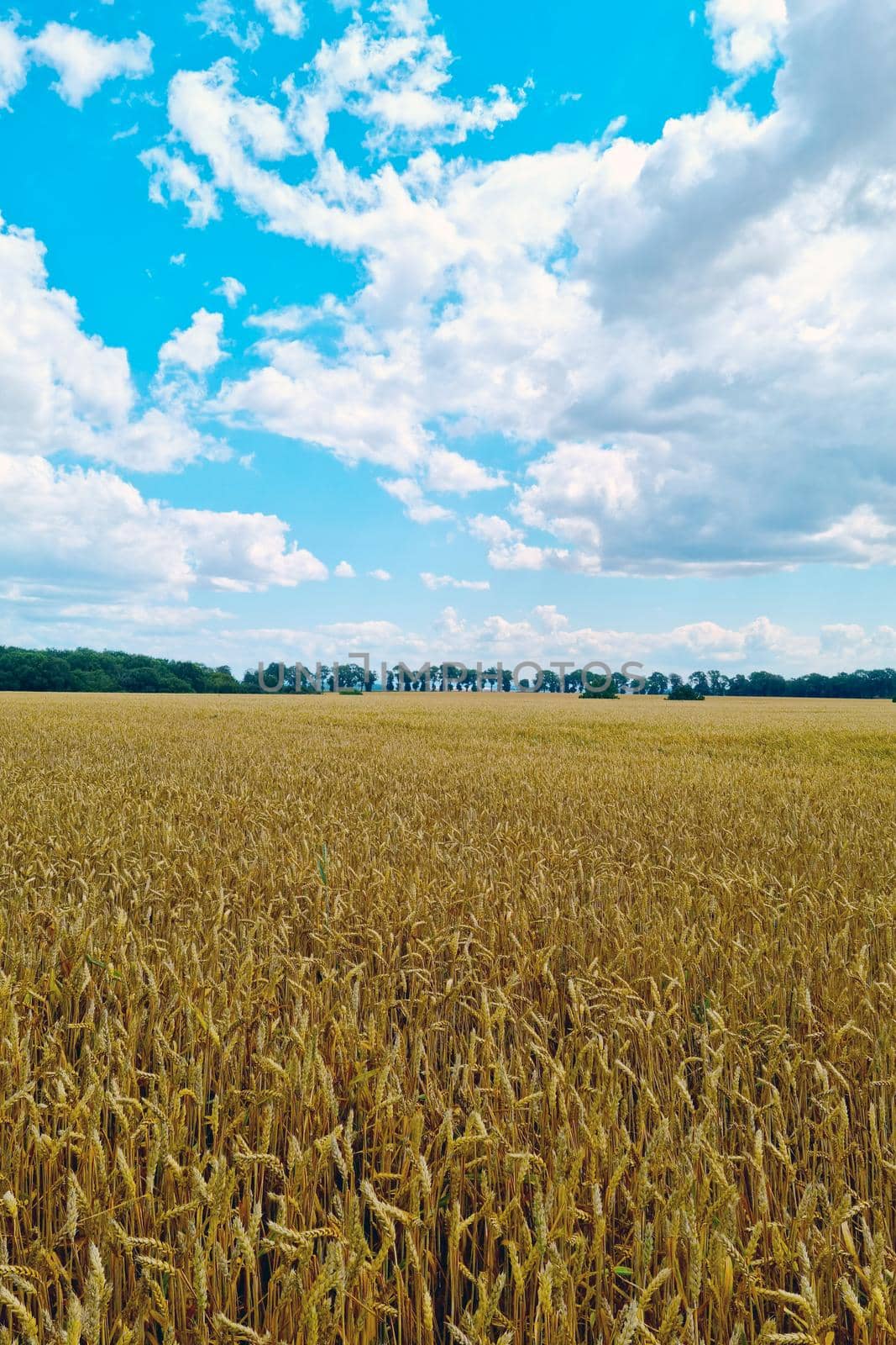 A ripe yellow field of wheat or barley on a sunny summer day. Countryside, landscape. by kip02kas