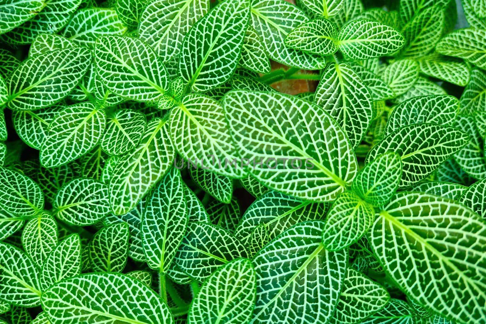 Beautiful green leaves of a houseplant, the background of nature