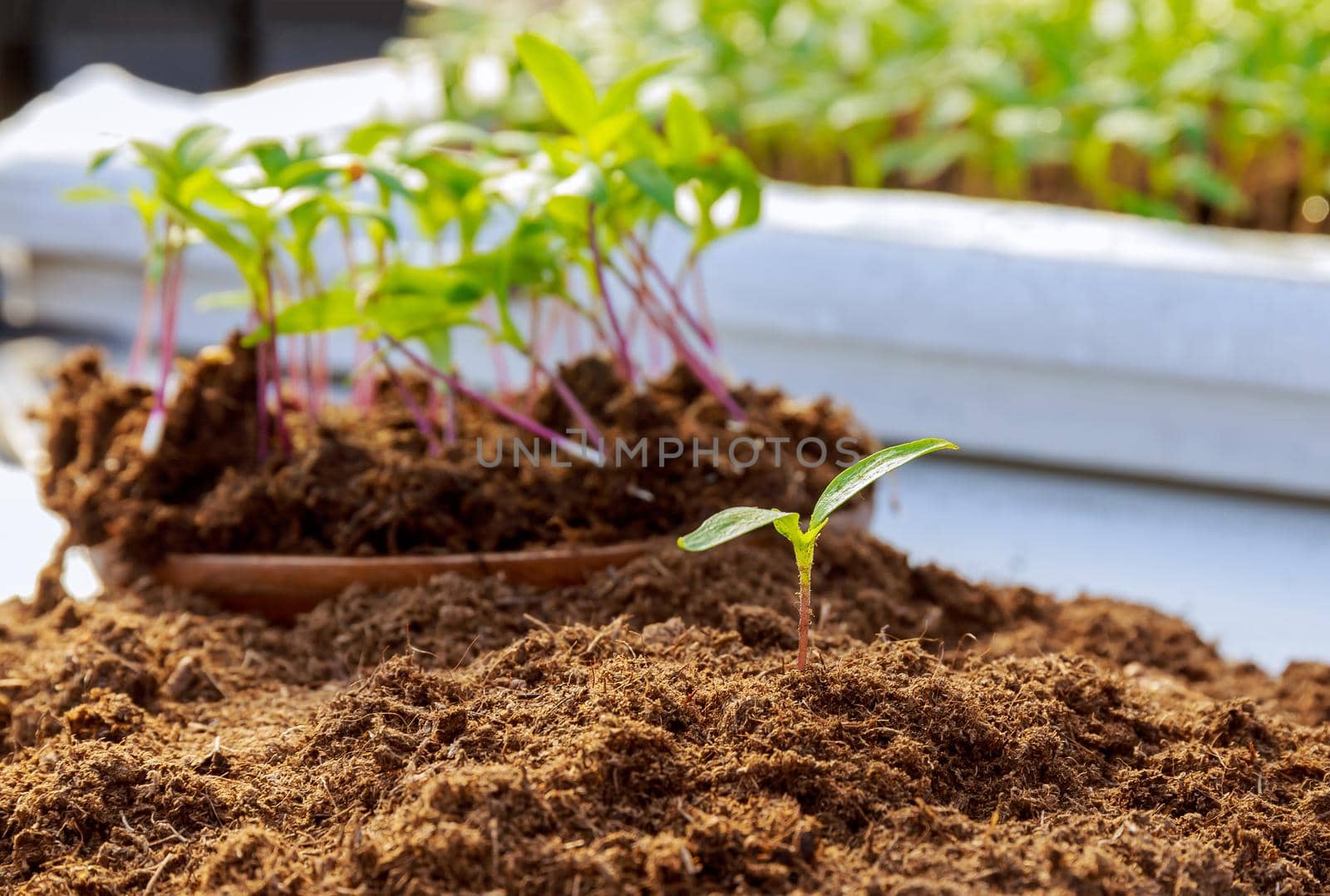 Pepper seedlings grow in the soil. The soil for pepper seedlings should be loose, nutritious, neutral or slightly acidic.