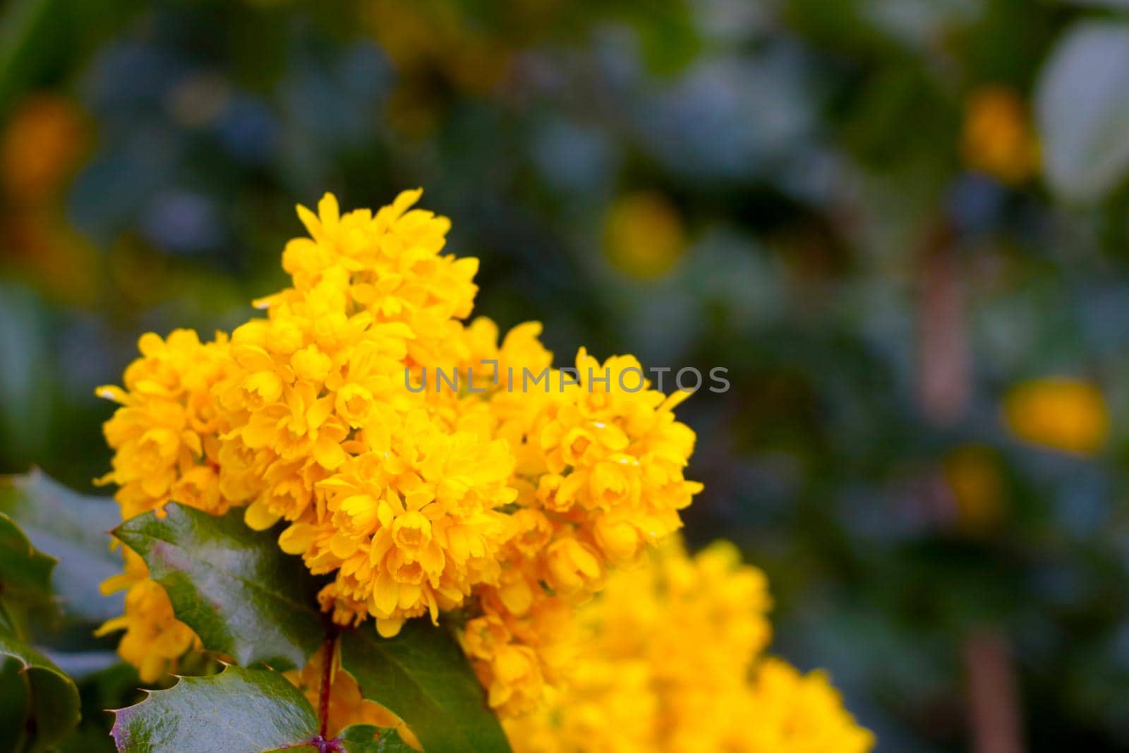 Beautiful yellow flowering bushes in the spring in the park