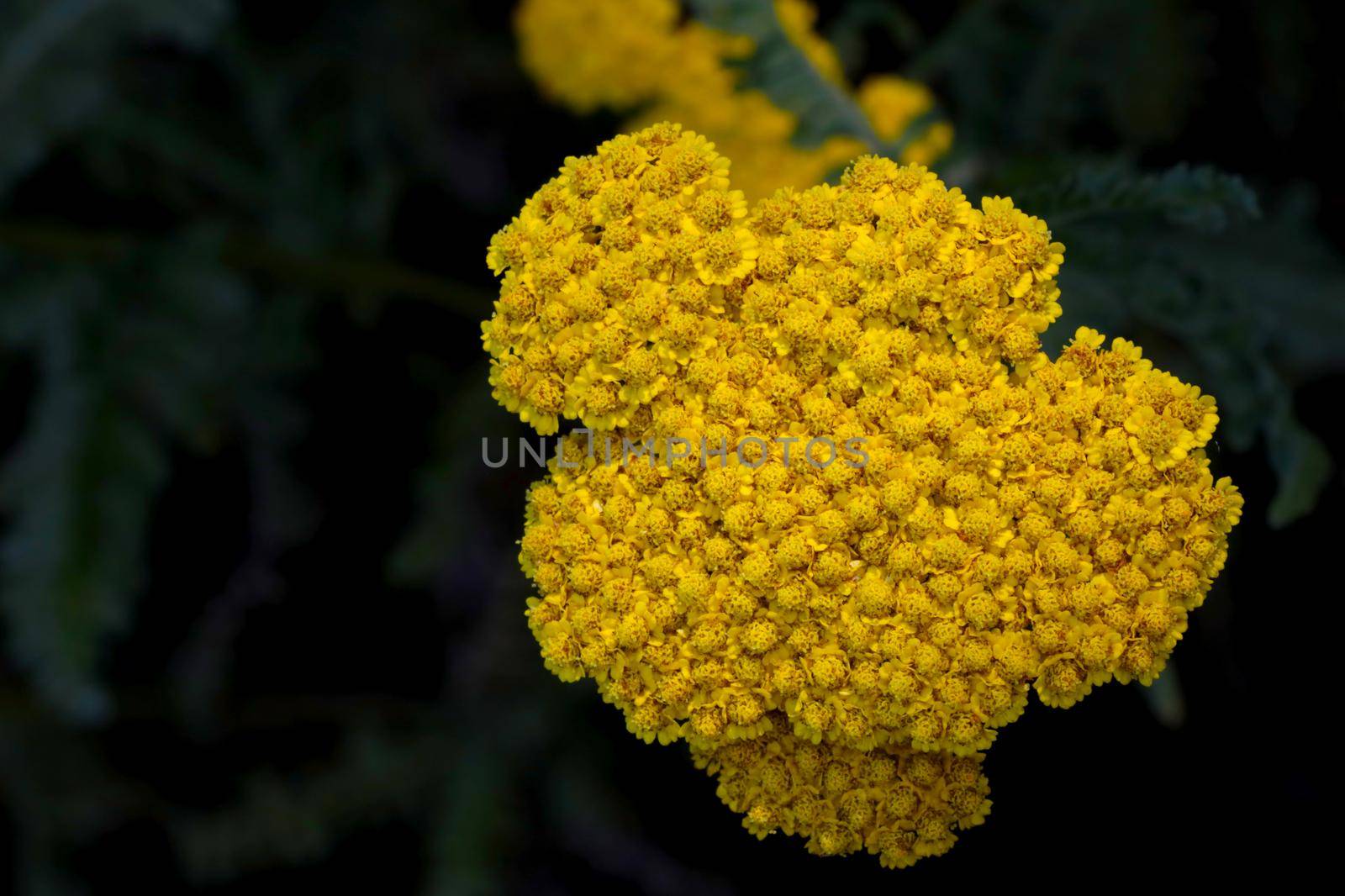 View from above on the flowering useful plant - tansy. It is used in traditional medicine