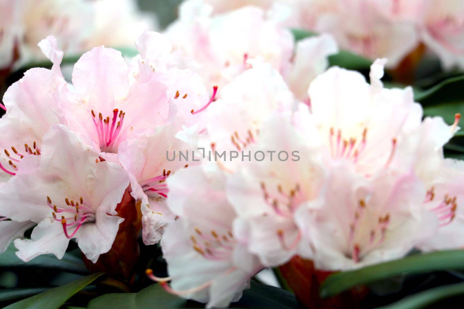 A flowering branch of rhododendron in the park in the spring