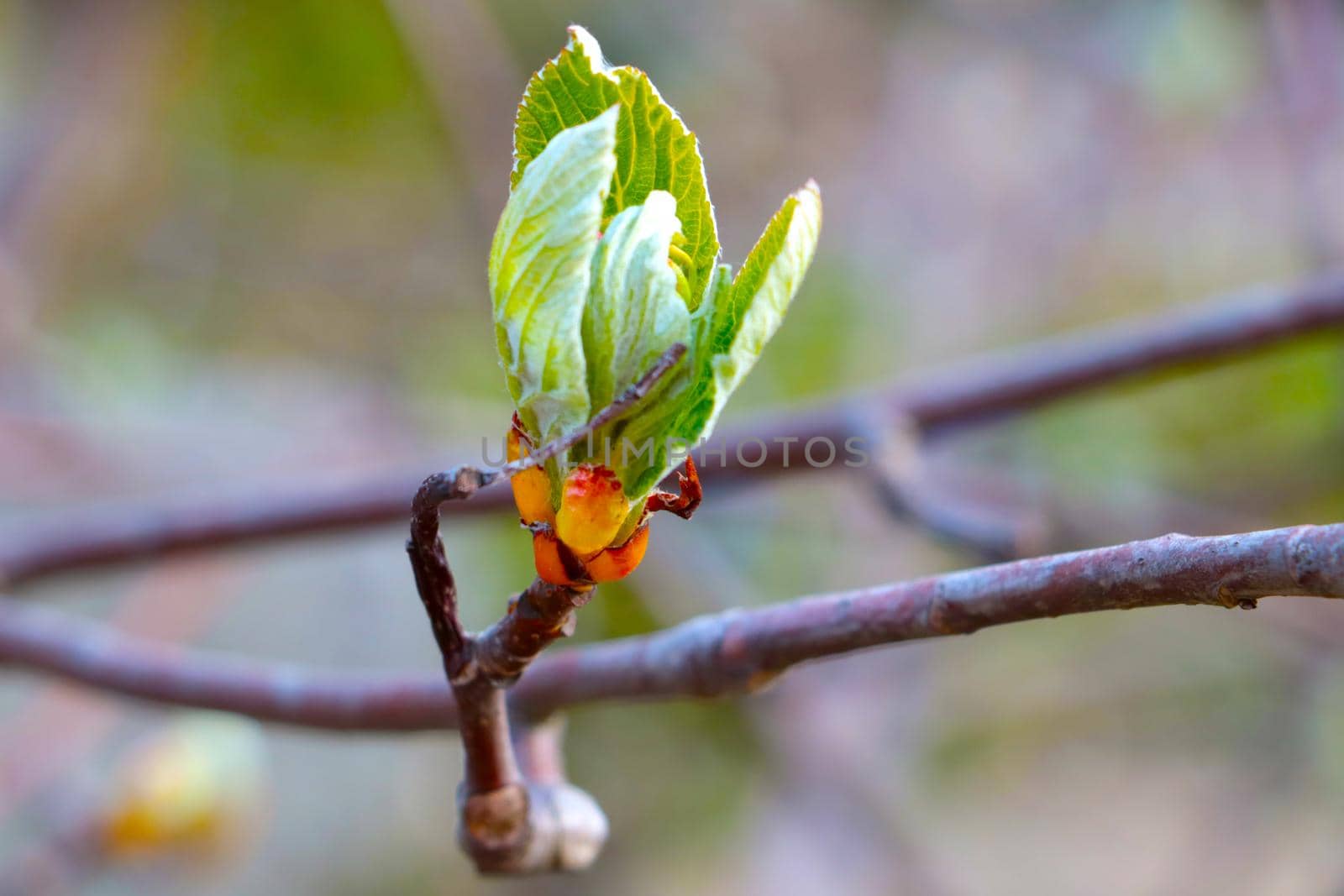 Close-up of a blossoming branch of a tree or bush in the spring