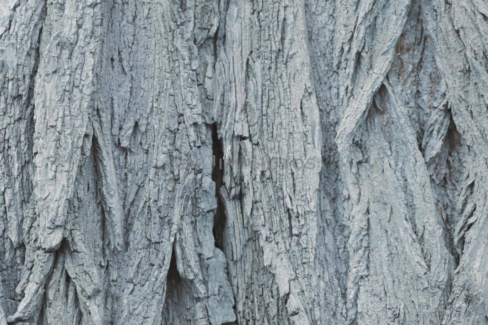 Gray background of the trunk of the bark of the tree, the texture of the tree. by kip02kas