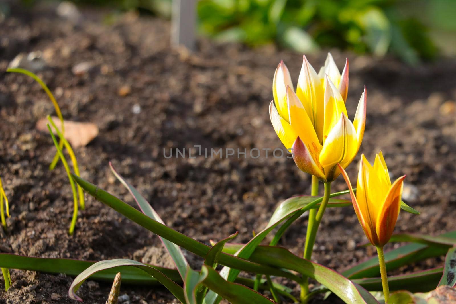 A blooming tulip in a flower bed in the garden in the spring