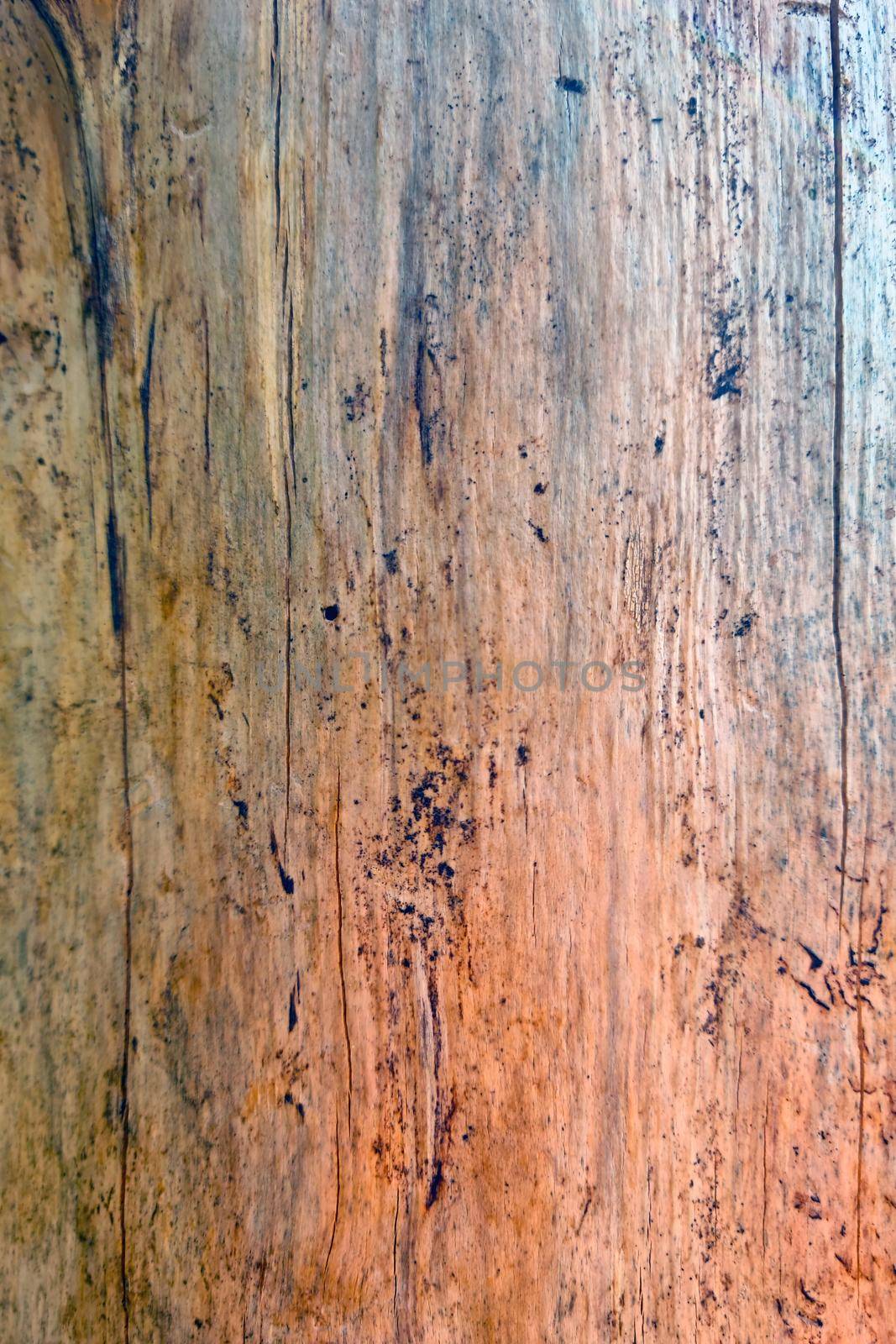 The texture of the tree trunk, the background is made of wood