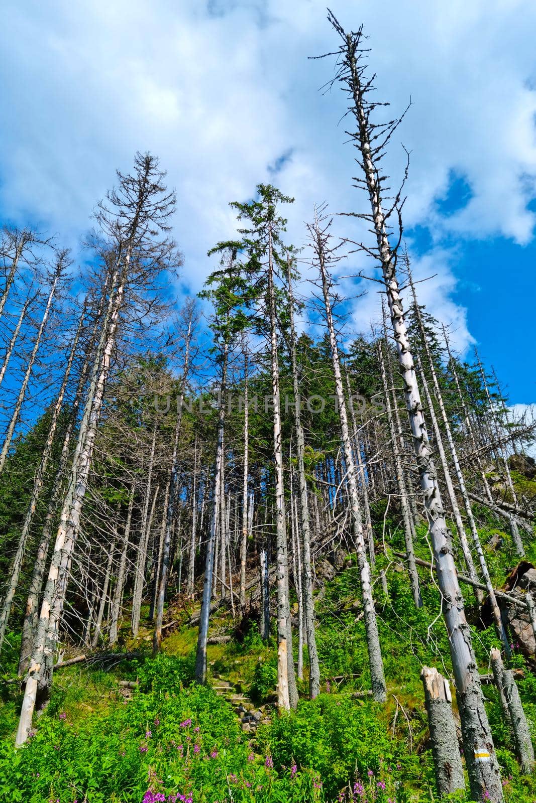 Dry spruce trees on the mountainside on a sunny day. by kip02kas