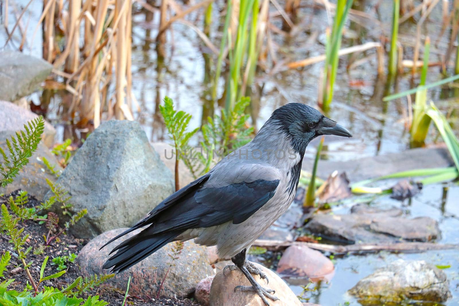 Close-up of the crow. There is a crow on a rock. by kip02kas