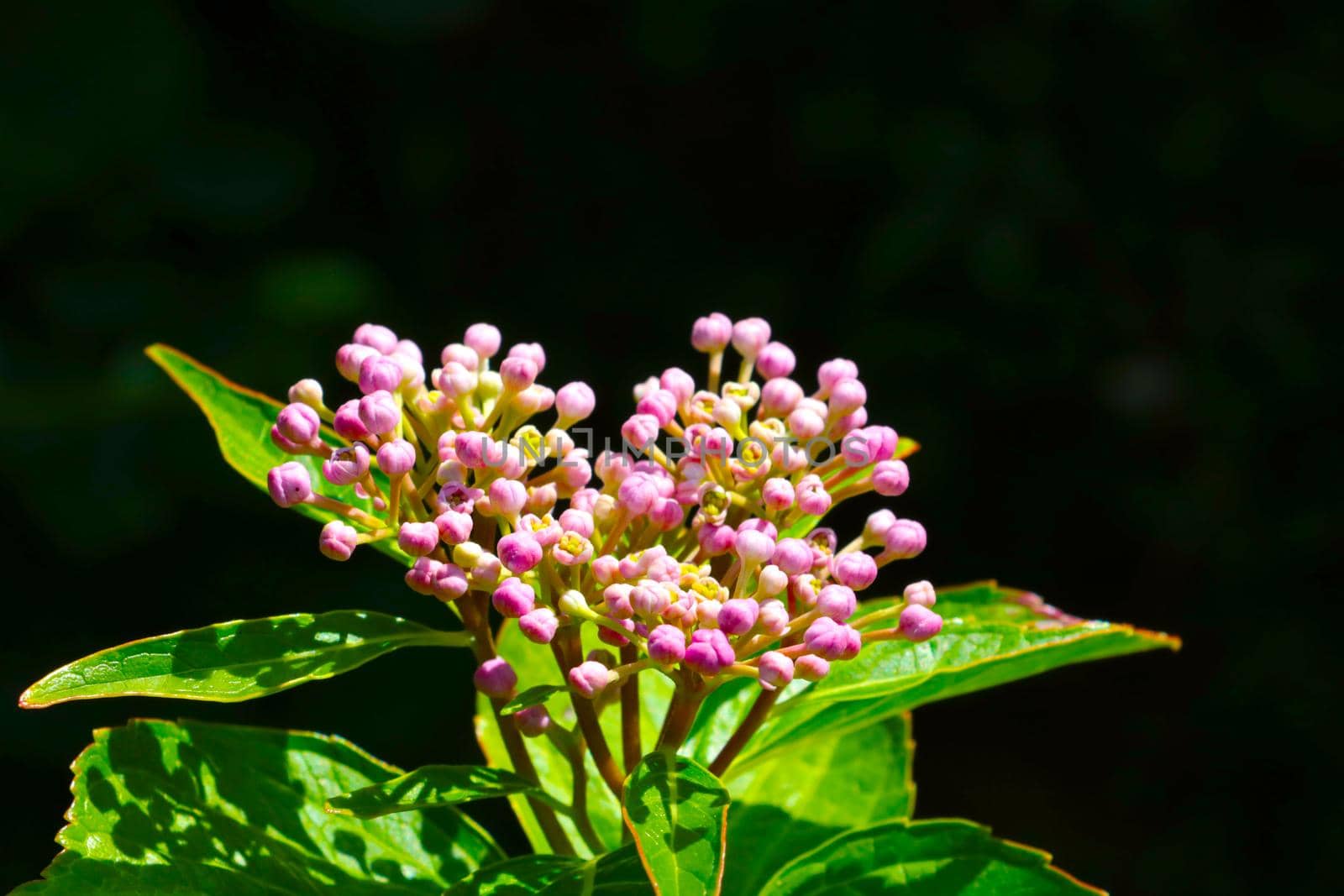 Close-up of a budding branch of a bush in the spring. by kip02kas