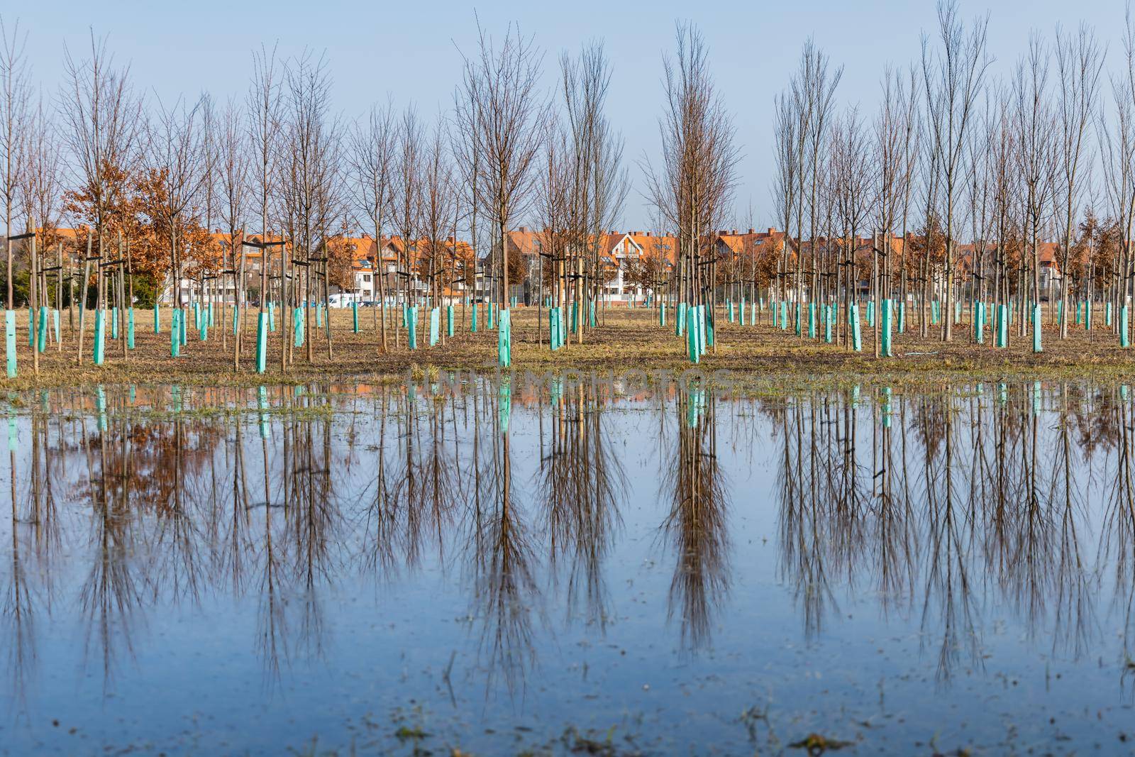 Big tree plantation behind park next to huge puddle full of water and reflections