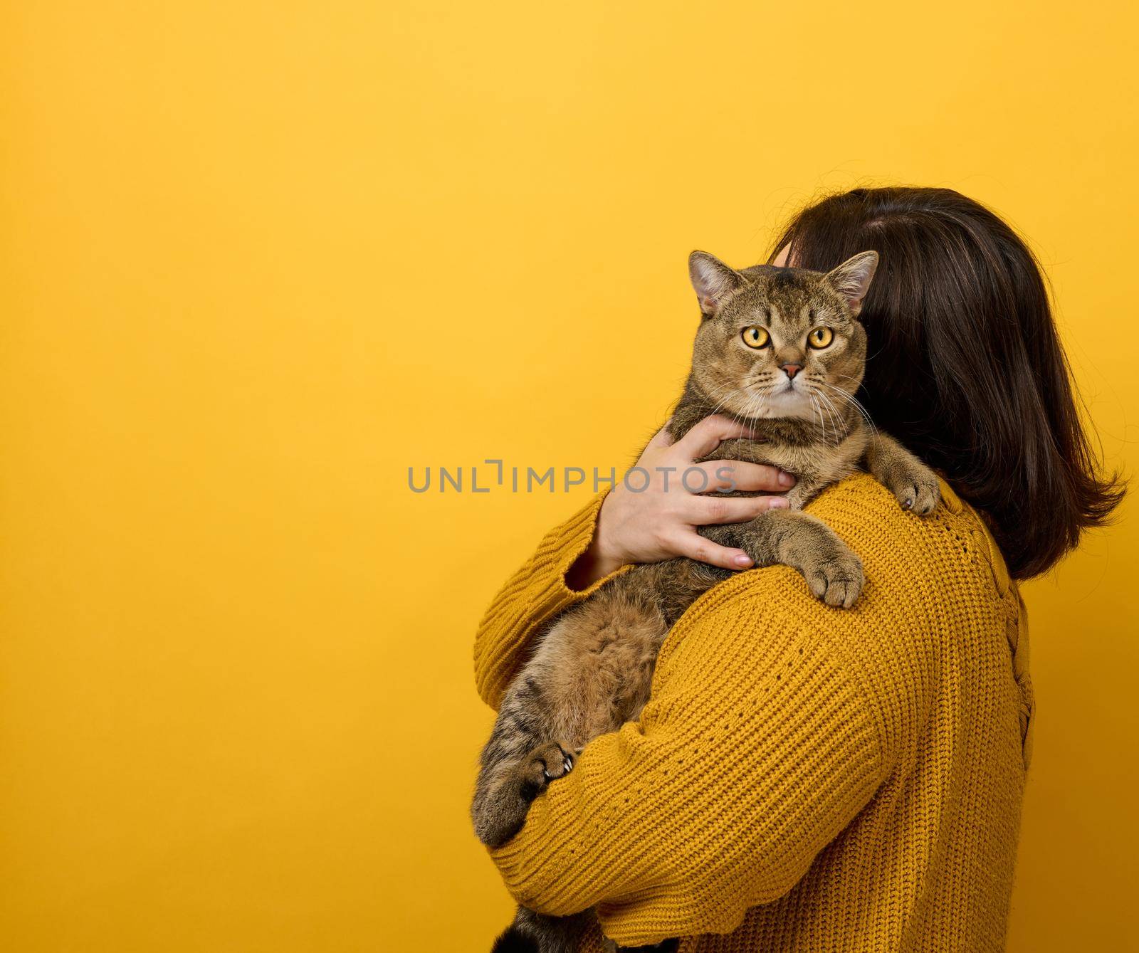 a woman in an orange sweater holds an adult Scottish Straight cat on a yellow background. Love to the animals by ndanko