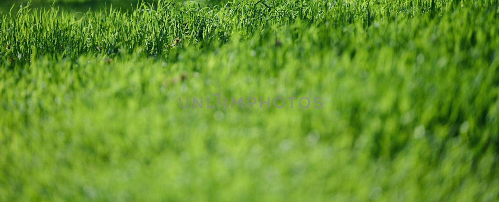 lawn with green lush grass in the park on a spring day, banner. Selective focus