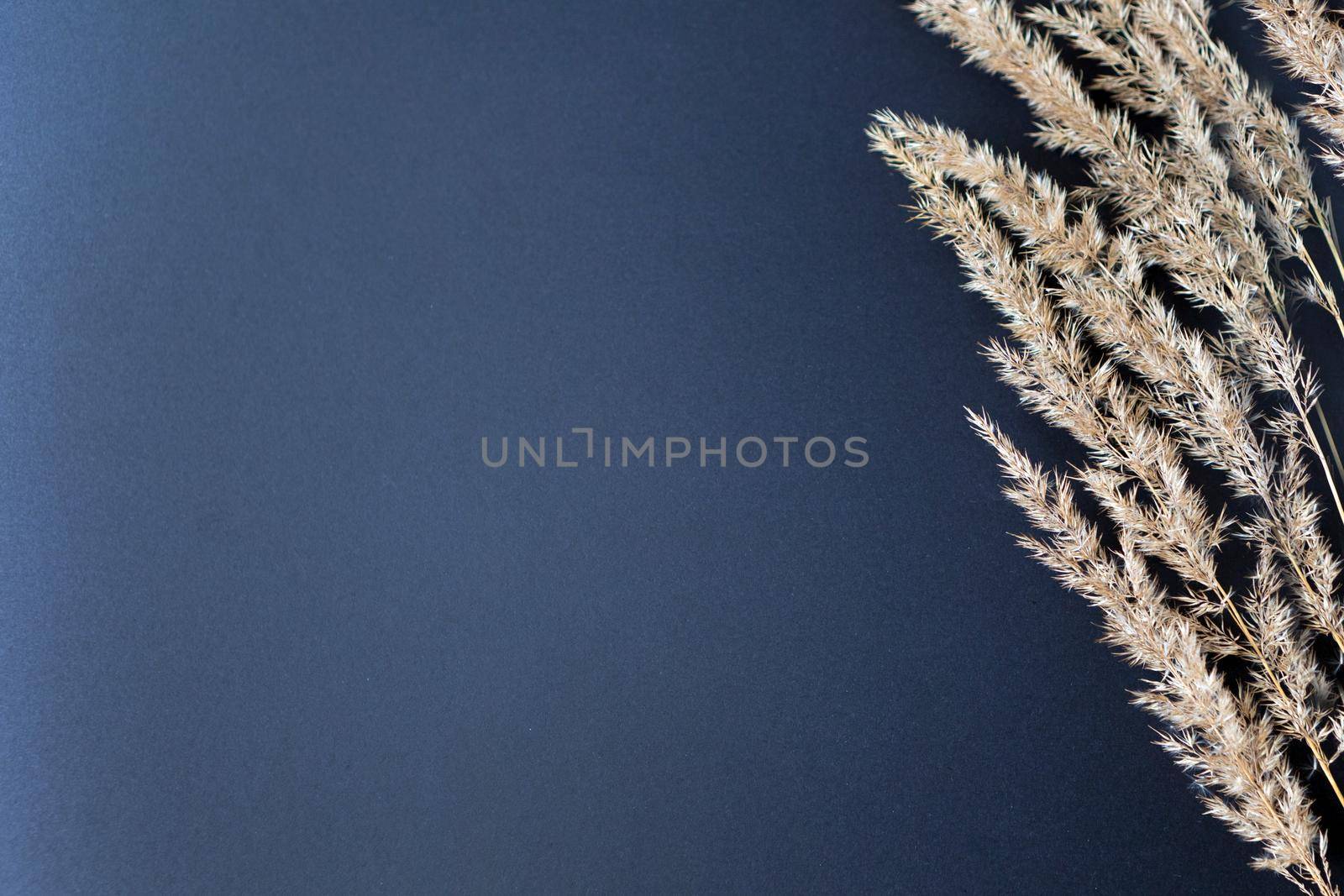 brown grass on black background - copy space. Wild grain cereal. Dry pampas grass for decoration. by julija