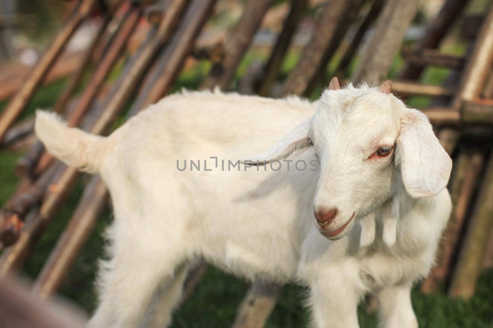 Baby goat kid with blurred hay stacks behind.