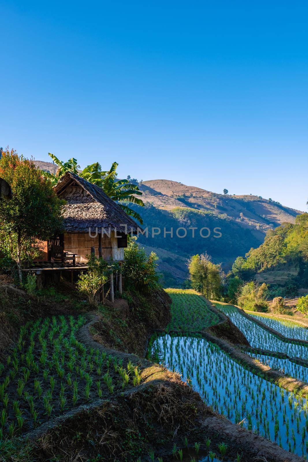 rice fields in Northern Thailand, rice farms in Thailand, rice paddies in the mountains of Northern Thailand Chiang Mai Doi Inthanon.