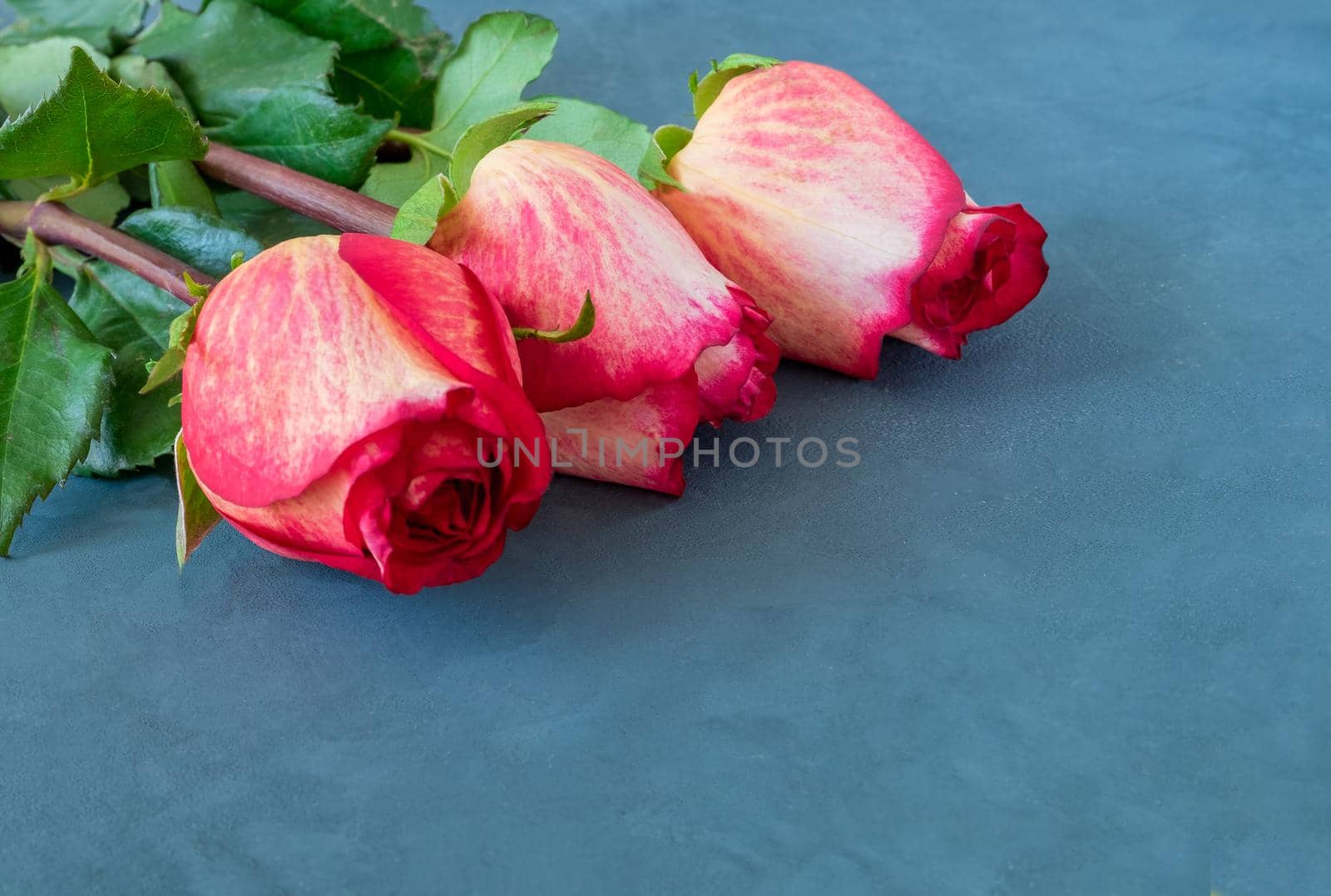 Three beautiful yellow-red roses lie on a dark blue background. Celebration, congratulation, love concept. Horizontal orientation, selective focus, copy space.