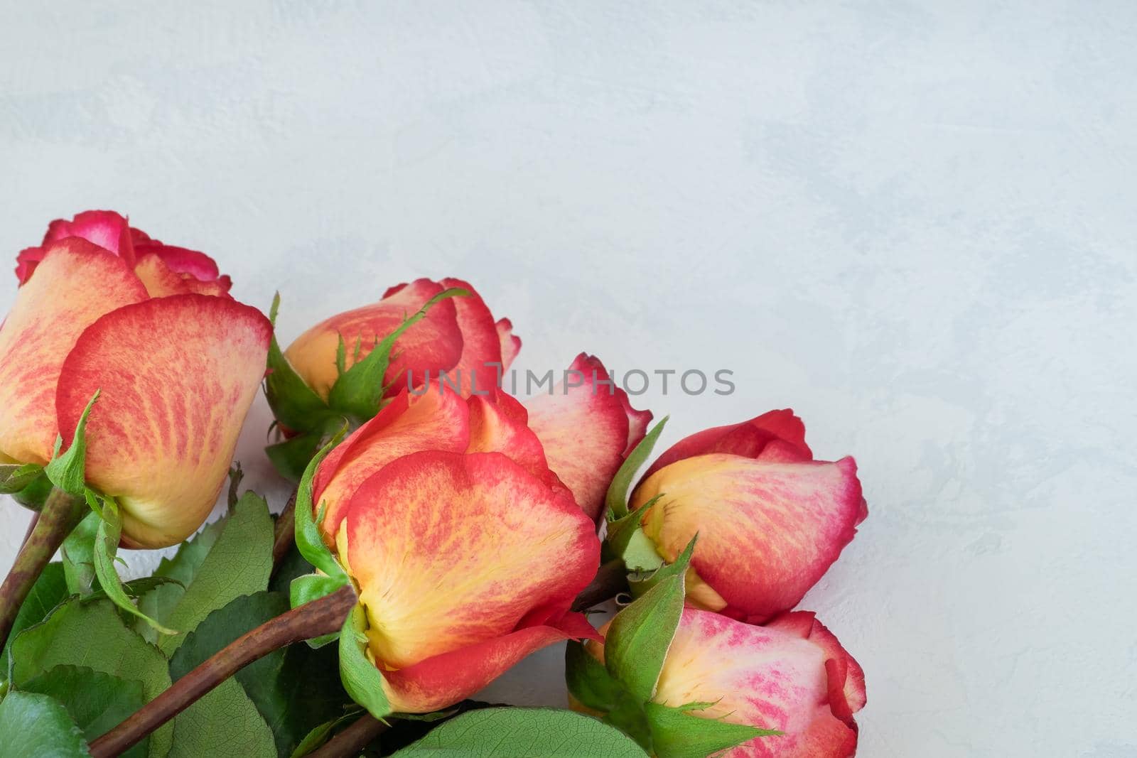 A bouquet of beautiful yellow-red roses lies on a light background with the texture of plaster. Congratulations, gift concept. Horizontal orientation, selective focus.