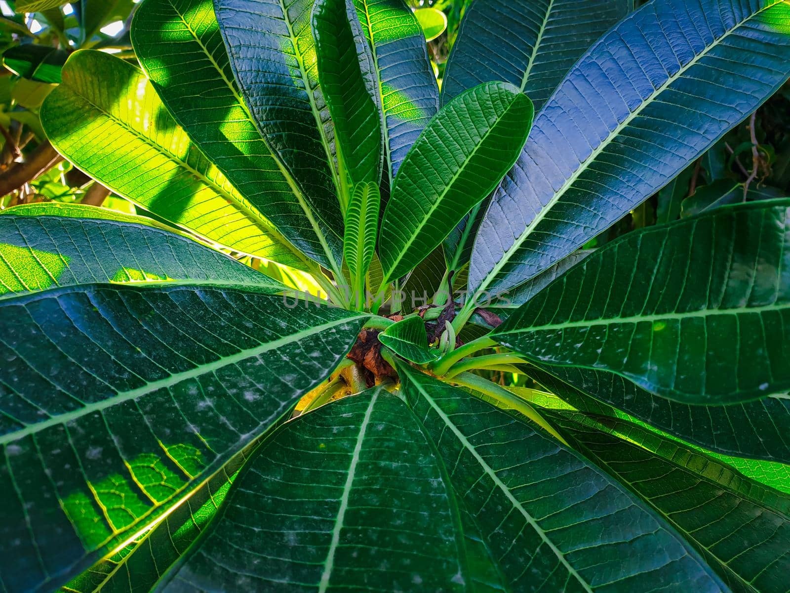 Greenery background, green color of nature plant and leaf environment greenery concept