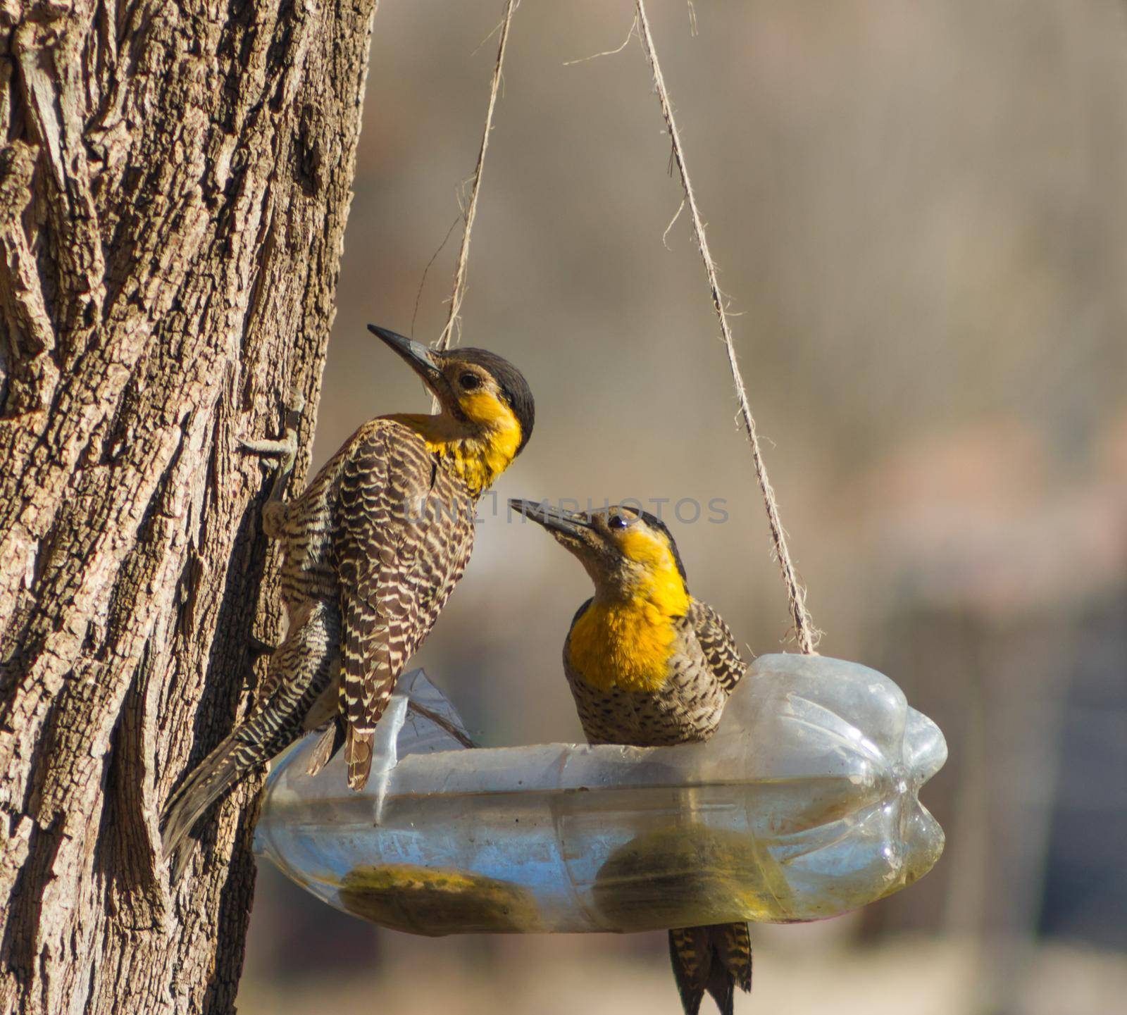 couple of woodpeckers drinking water from recycled bottle