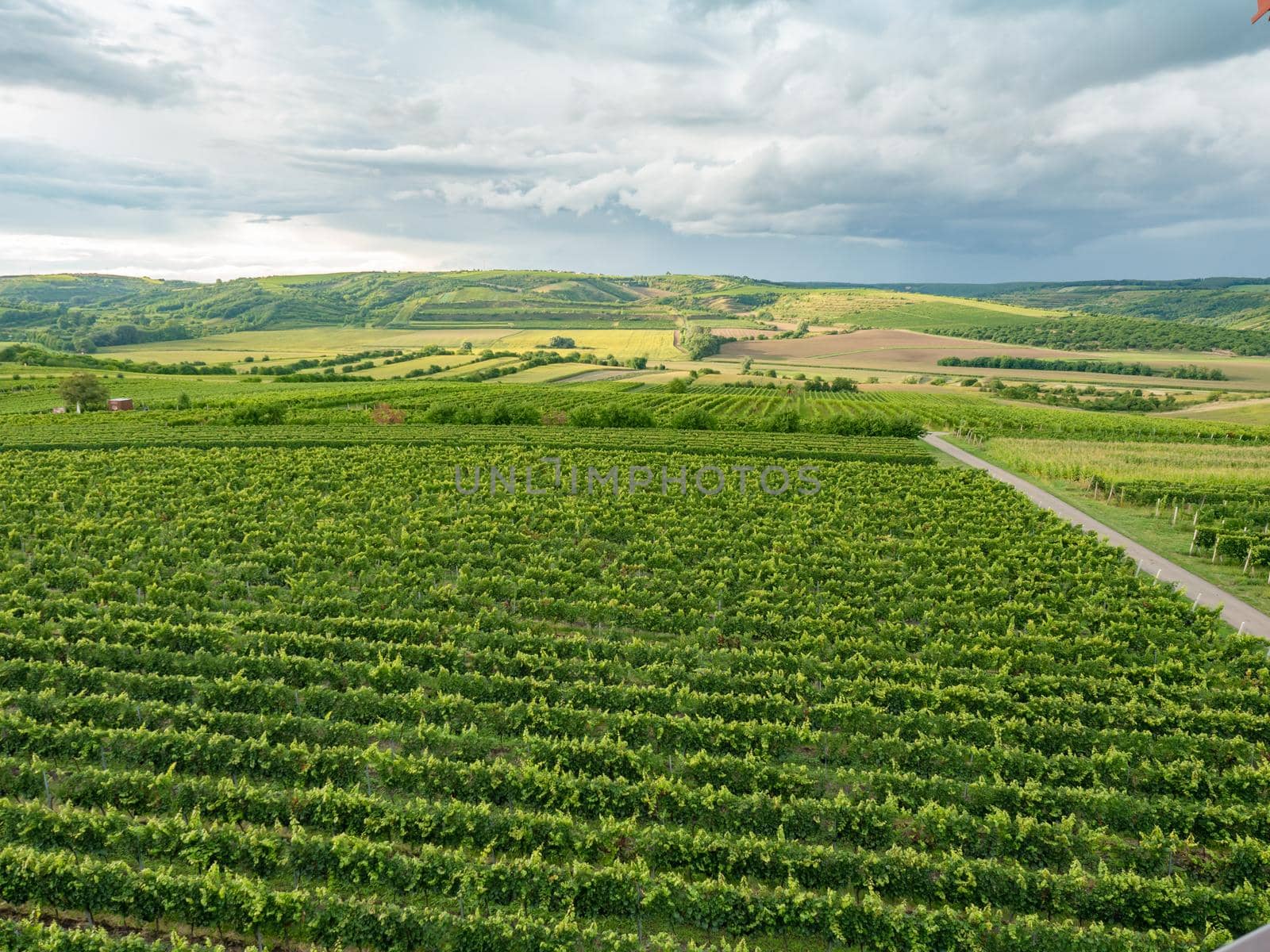 Old family vineyards form a traditional landscape. View from drone or viewtower. Palava hills vinery region South Moravia, Czech Republic.