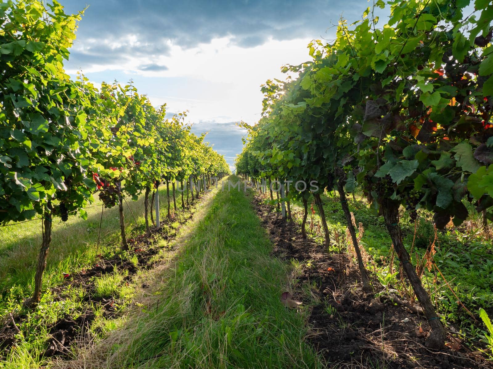 Between vineyard rows in summer sunny evening. Ritch healthy plants with big juicy vine grapes bunches.