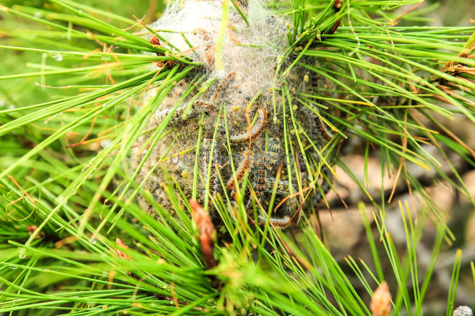 Processsionary caterpillars on nest on a pine tree in spring