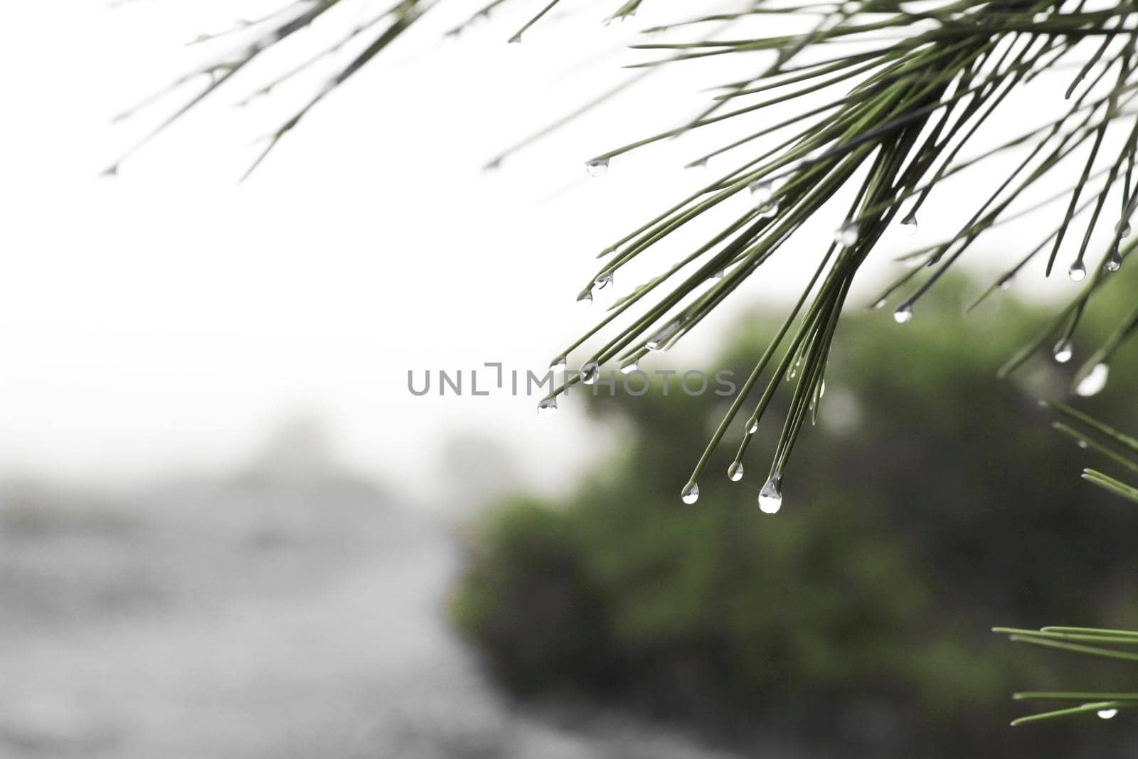 Pine needles with cobwebs and dew drops in the morning in Spain.