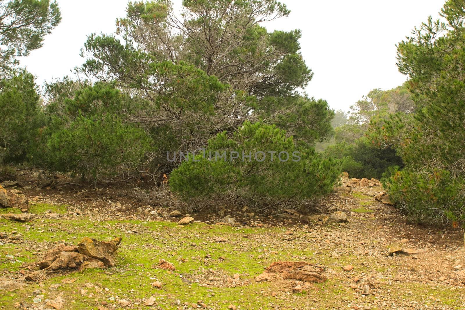 Countryside landscape with cloudy sky and native bushes and conifers in Alicante, Spain