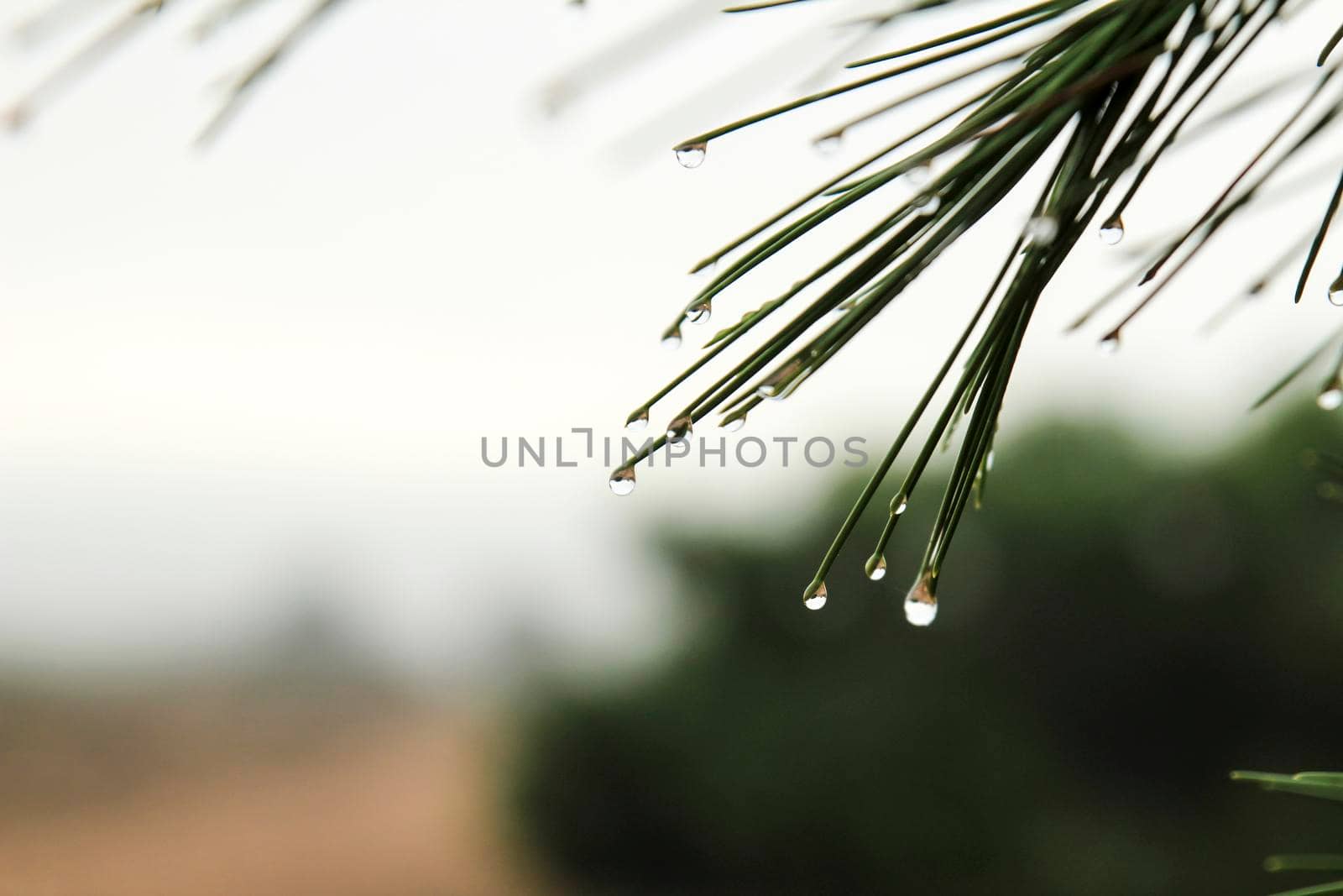 Pine needles with cobwebs and dew drops in the morning in Spain.