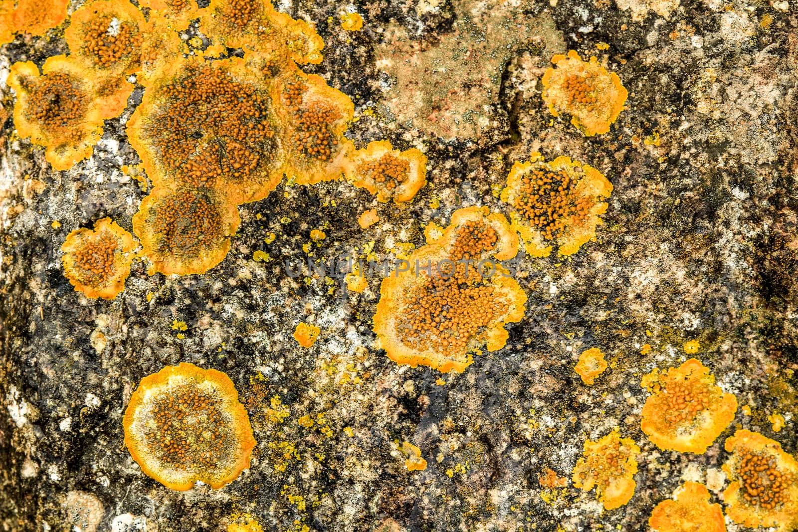 Colorful lichen and moss on soil and stones in the mountain in Spain