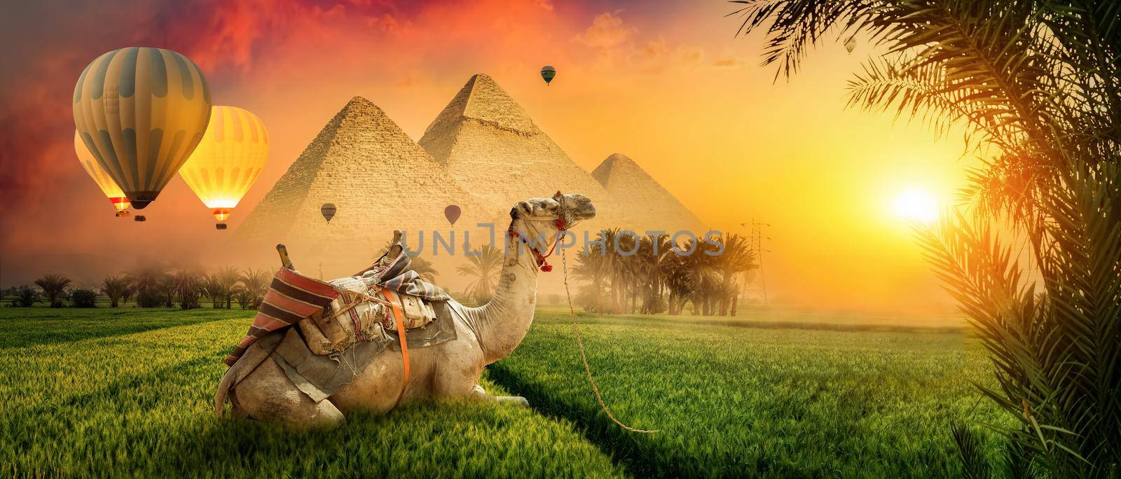 Field and camel by Givaga