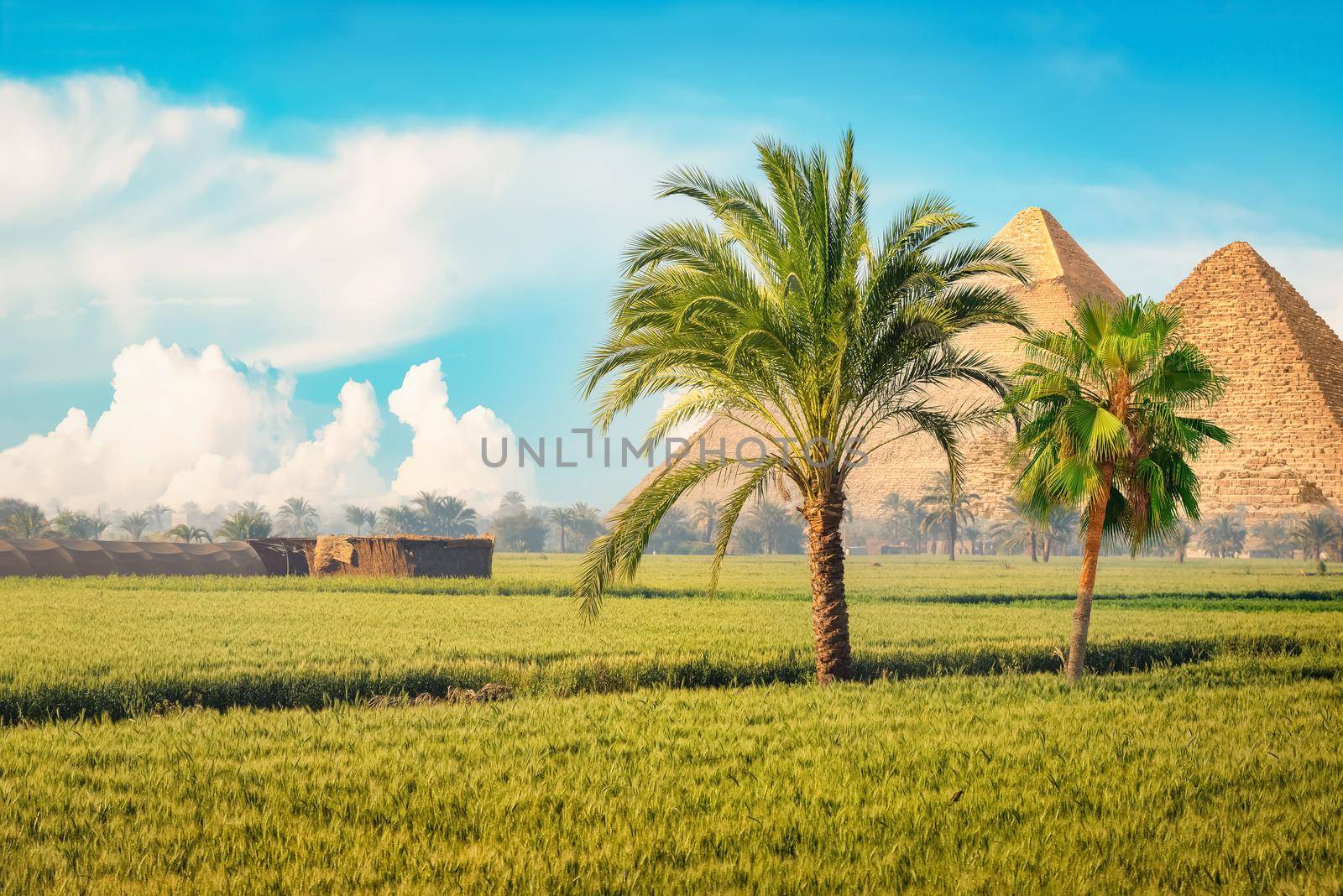 Egyptian pyramids in green field by Givaga